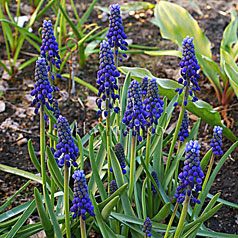 MUSCARI armeniacum hort. 'BIG SMILE'